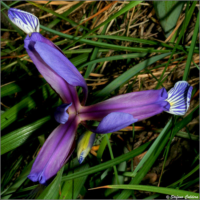 Iris graminea / Giaggiolo susino, G. susinario