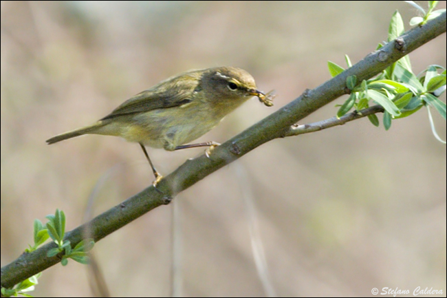 Lu grosso - Phylloscopus trochilus