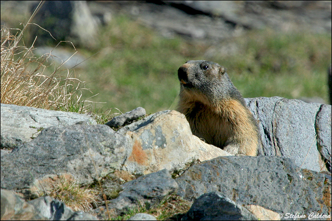 Incontro Ravvicinatissimo - Marmota marmota