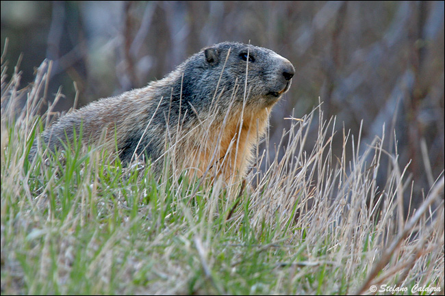 Incontro Ravvicinatissimo - Marmota marmota