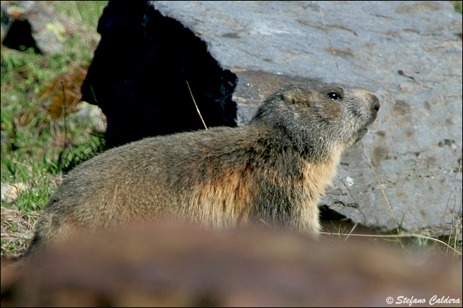 Incontro Ravvicinatissimo - Marmota marmota