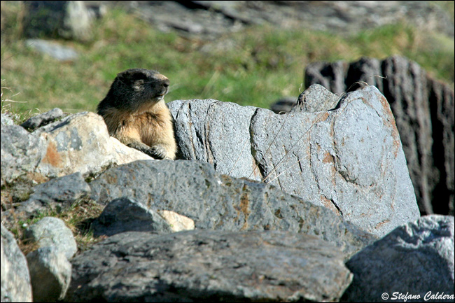 Incontro Ravvicinatissimo - Marmota marmota