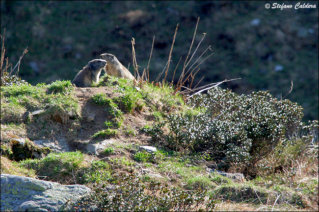Incontro Ravvicinatissimo - Marmota marmota