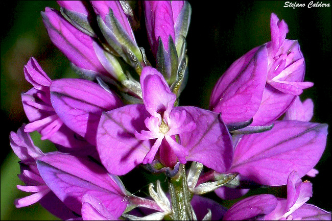 Da determinare - Polygala sp.