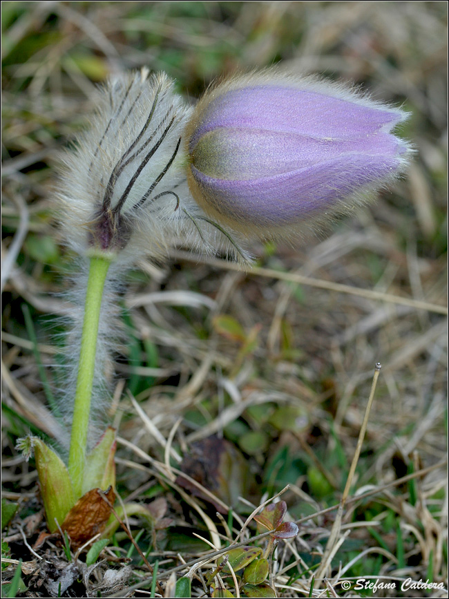 Pulsatilla vernalis / Anemone primaverile