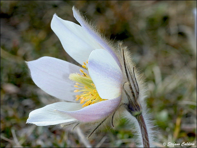 Pulsatilla vernalis / Anemone primaverile