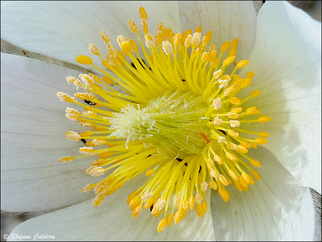 Pulsatilla vernalis / Anemone primaverile