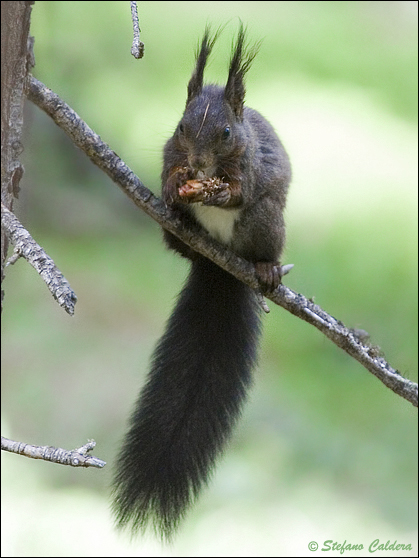 Sciurus vulgaris. Varie localit