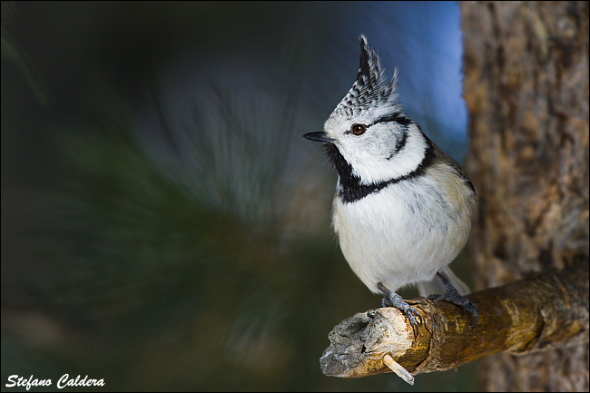 Cincia dal Ciuffo - Lophophanes cristatus