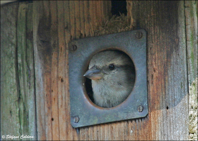 Passera oltremontana - Passer domesticus