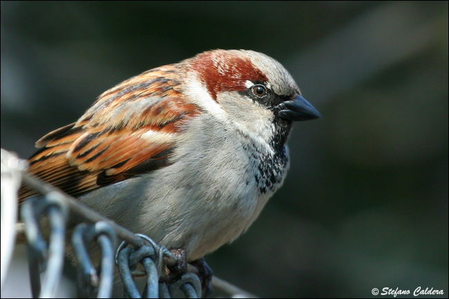 Passera oltremontana - Passer domesticus