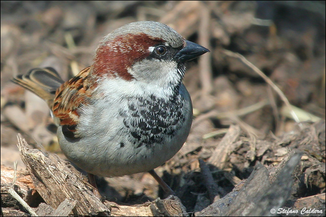 Passera oltremontana - Passer domesticus