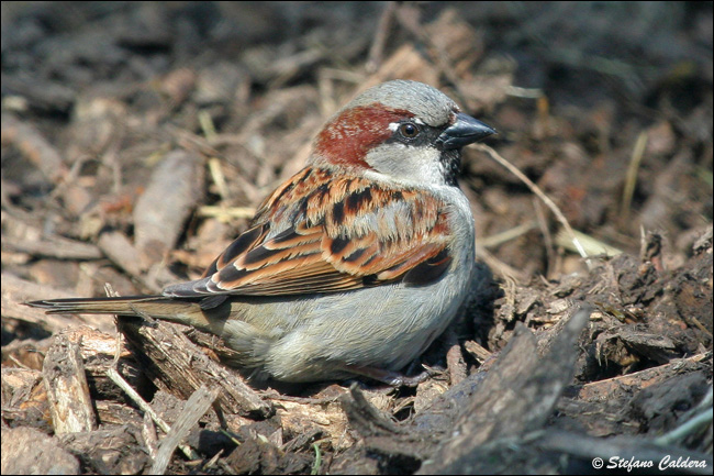 Passera oltremontana - Passer domesticus