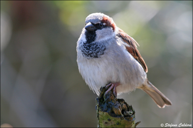 Passera oltremontana - Passer domesticus