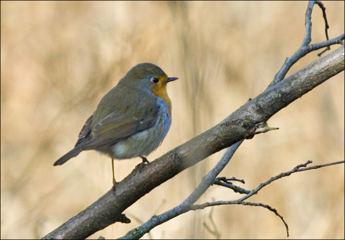 Pettirosso - Erithacus rubecula