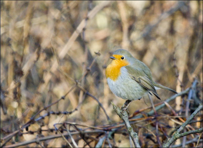 Pettirosso - Erithacus rubecula