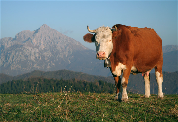 Animali al pascolo