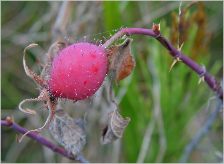 Pianta da determinare - Rosa cfr. villosa
