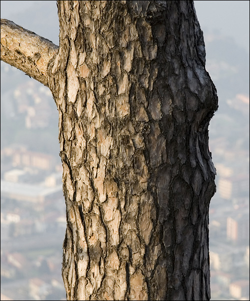 Albero da riconoscere - Pinus cfr. nigra
