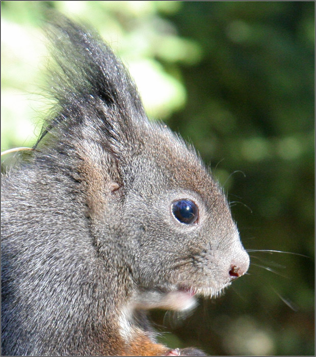 Sciurus vulgaris. Varie localit