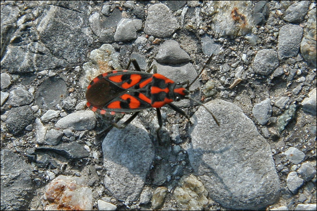 Somiglia a un Pyrrhocoris.... ?? Spilostethus saxatilis