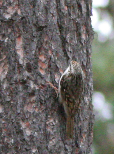 Rampichino Certhia brachydactila
