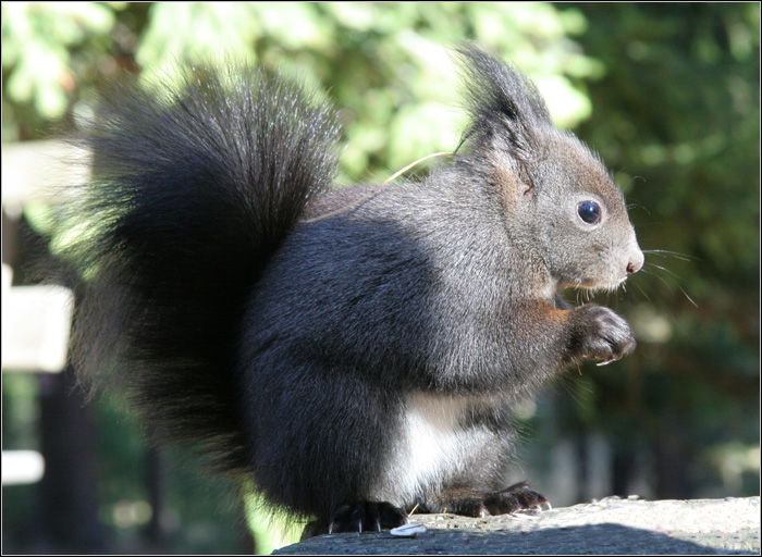 Sciurus vulgaris. Varie localit