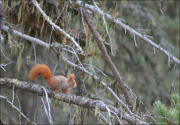 Sciurus vulgaris. Varie localit