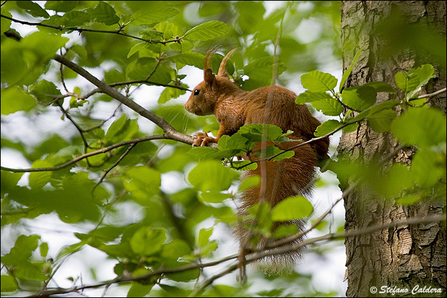 Sciurus vulgaris. Varie localit