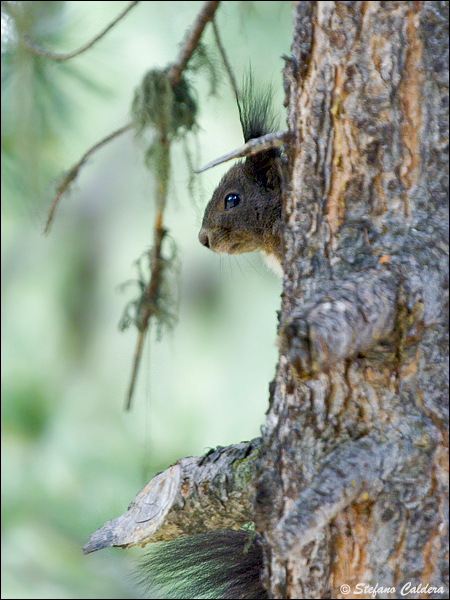 Sciurus vulgaris. Varie localit