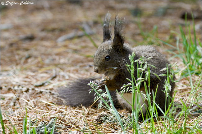 Sciurus vulgaris. Varie localit