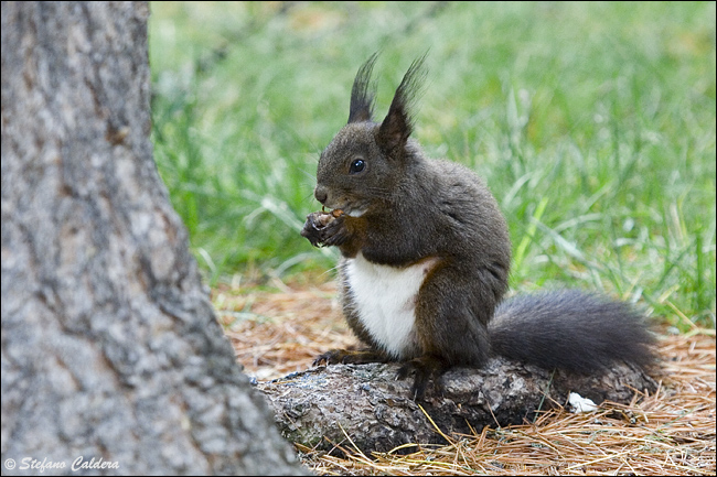 Sciurus vulgaris. Varie localit