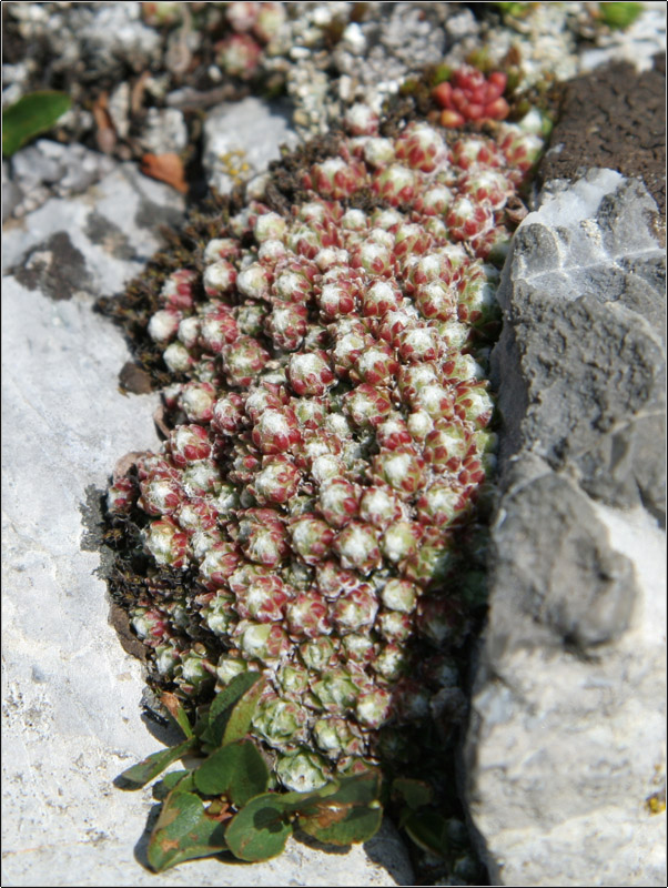 Sempervivum arachnoideum / Semprevivo ragnateloso