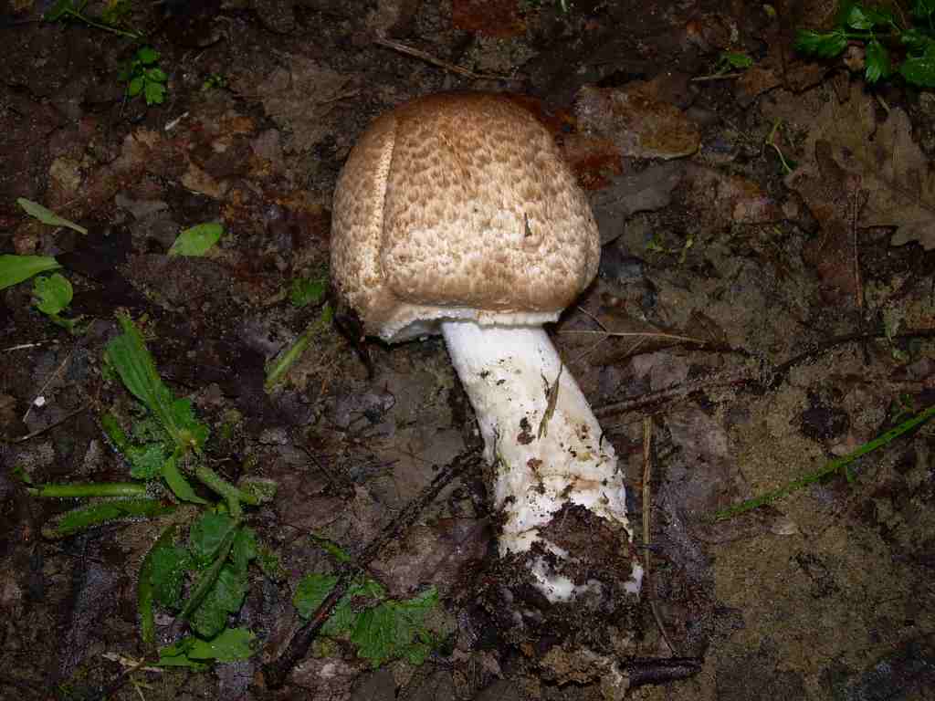 Passeggiatina con sorpresa