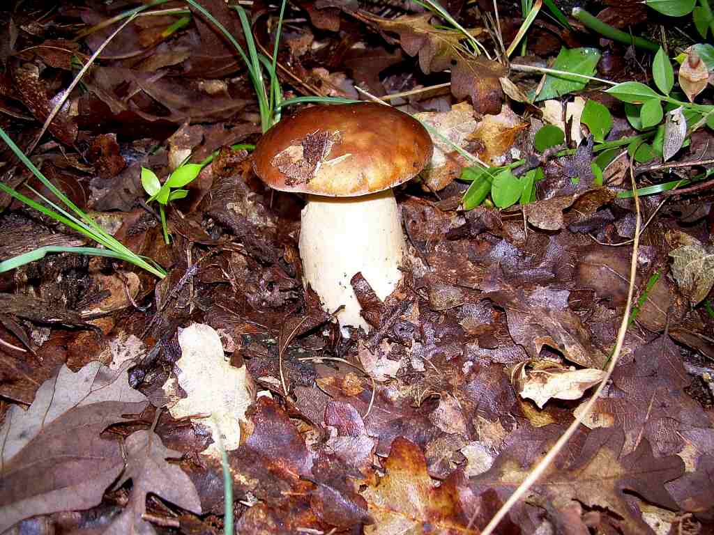 Passeggiatina con sorpresa