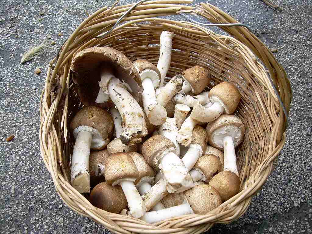 Passeggiatina con sorpresa