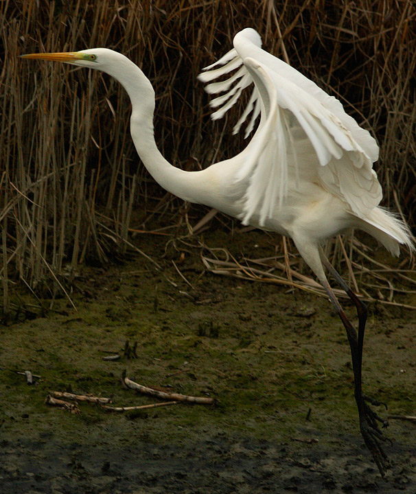 Airone bianco maggiore - Casmerodius albus