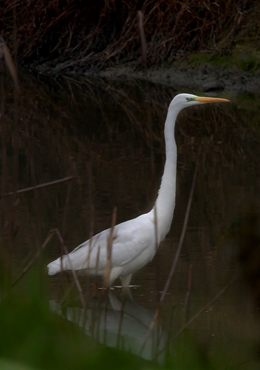 cigno in volo e altro