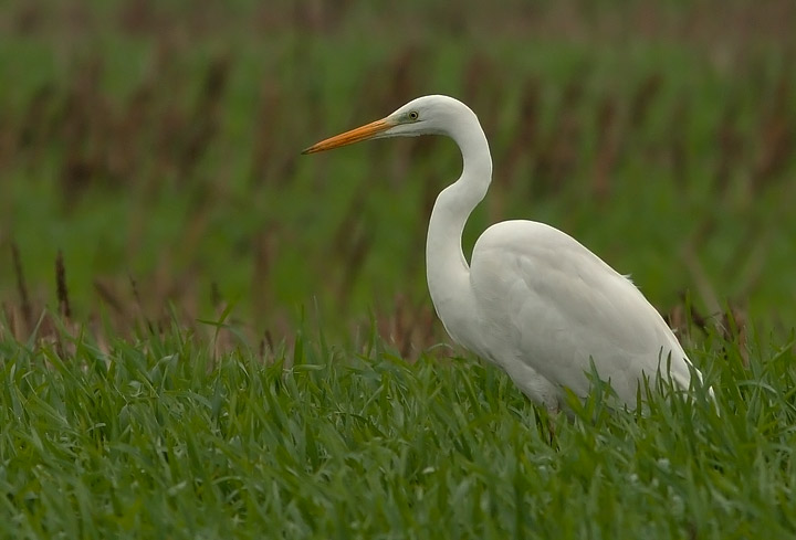 Airone bianco maggiore - Casmerodius albus