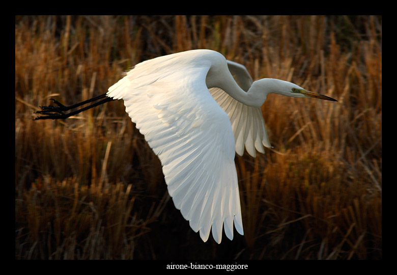 Airone bianco maggiore - Casmerodius albus