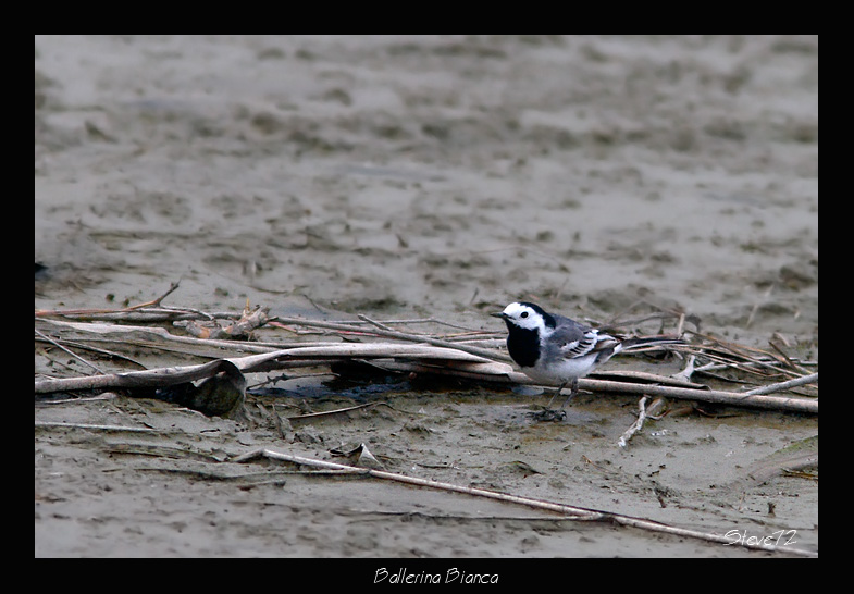 Ballerina bianca Motacilla alba