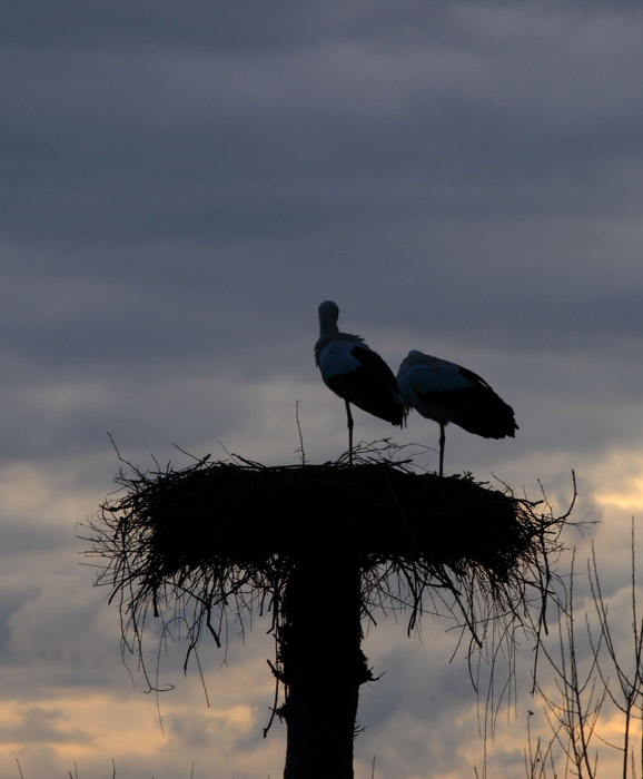 cicogne al tramonto