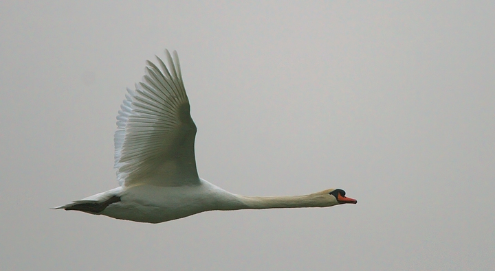 cigno in volo e altro