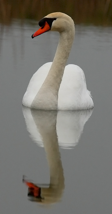 Cigno reale e Oca canadese