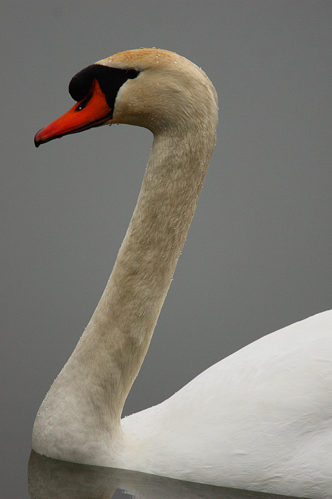 Poiana, Cigno e Alzavola