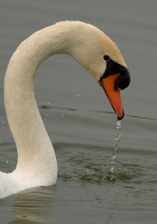 Cigno reale e Oca canadese