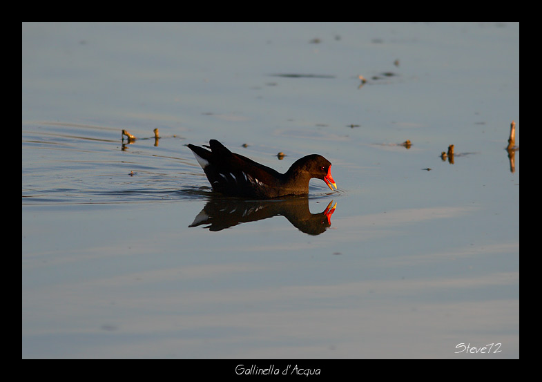 Gallinella d''acqua Gallinula chloropus