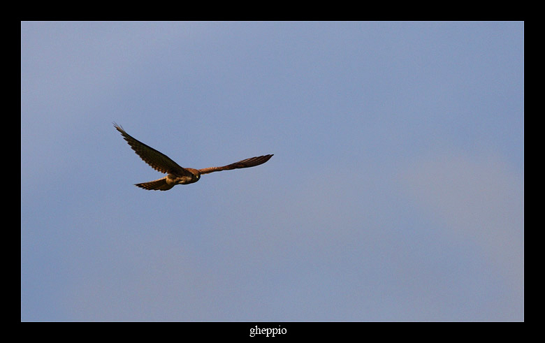 Gheppio Falco tinnunculus