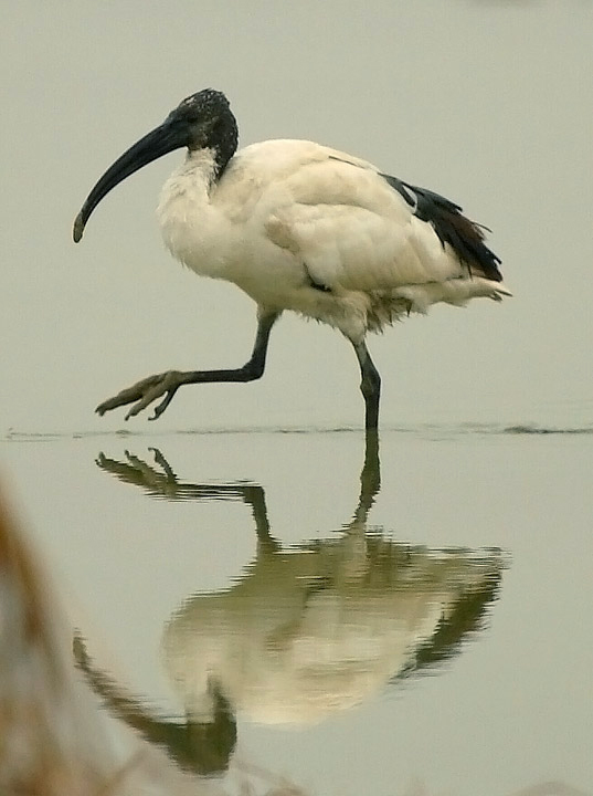 IBIS sacro