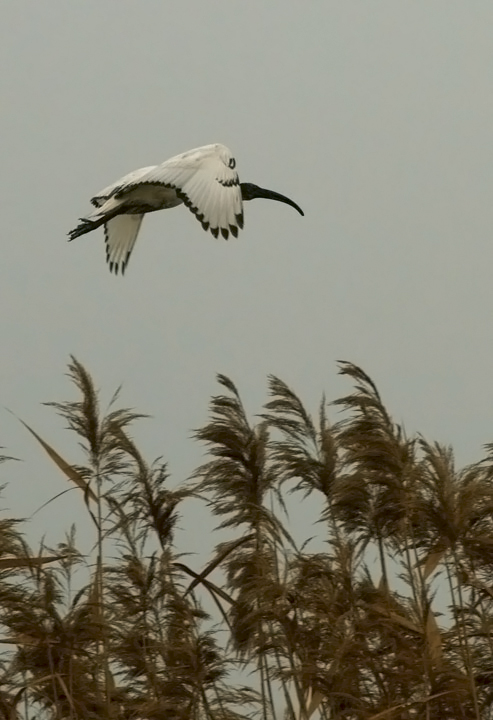 IBIS sacro